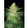 WOS Sweet Coffee Ryder AUTO Seeds Autoflowering Collection Seeds 7er