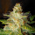 WOS New York Special Seeds Legend Collection Seeds 7er