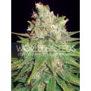 WOS Mazar x Great White Shark Seeds Medical Collection...