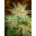 WOS Star 47 Seeds Legend Collection Seeds