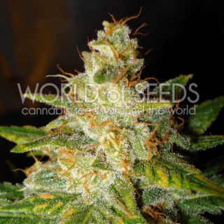 WOS New York Special Seeds Legend Collection Seeds