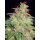 WOS Mazar x White Rhino Seeds Medical Collection Seeds