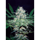 WOS Pakistan Valley Seeds Pure Origin Collection Seeds