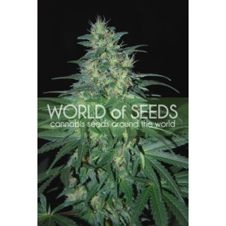 WOS South African Kwazulu Seeds Pure Origin Collection Seeds