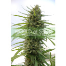 WOS Kilimanjaro Seeds Pure Origin Collection Seeds