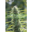 WOS Colombian Gold Seeds Pure Origin Collection Seeds