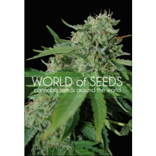 WOS Brazil Amazonia Seeds Pure Origin Collection Seeds