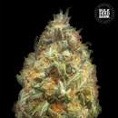 Bulk Seed Bank - Auto Original Orange Bud Hanfsamen -...