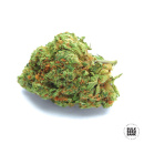 Bulk Seed Bank - Auto Original Orange Bud Hanfsamen -...