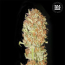 Bulk Seed Bank - Auto Psychedelic Hanfsamen - 10 Stk...
