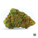 Bulk Seed Bank - Auto Psychedelic Hanfsamen - 10 Stk...