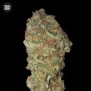 Bulk Seed Bank - Green Candy Hanfsamen - feminisiert