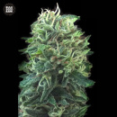 Bulk Seed Bank - Green Scout Cookies Hanfsamen - feminisiert