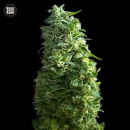 Bulk Seed Bank - Lime Skunk Hanfsamen - feminisiert