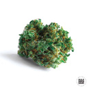 Bulk Seed Bank - Lime Skunk Hanfsamen - feminisiert