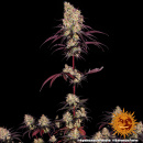 Barneys Farm - Ayahuasca Purple Hanfsamen - feminisiert