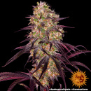 Barneys Farm - Ayahuasca Purple Hanfsamen - feminisiert