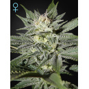 Green House Seeds - Kings Kush CBD Hanfsamen - feminisiert